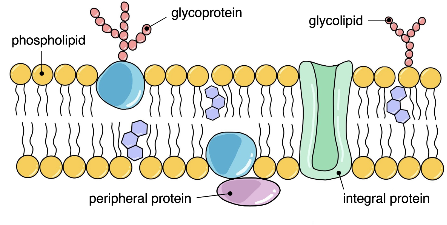 <p>Glycoprotein</p>