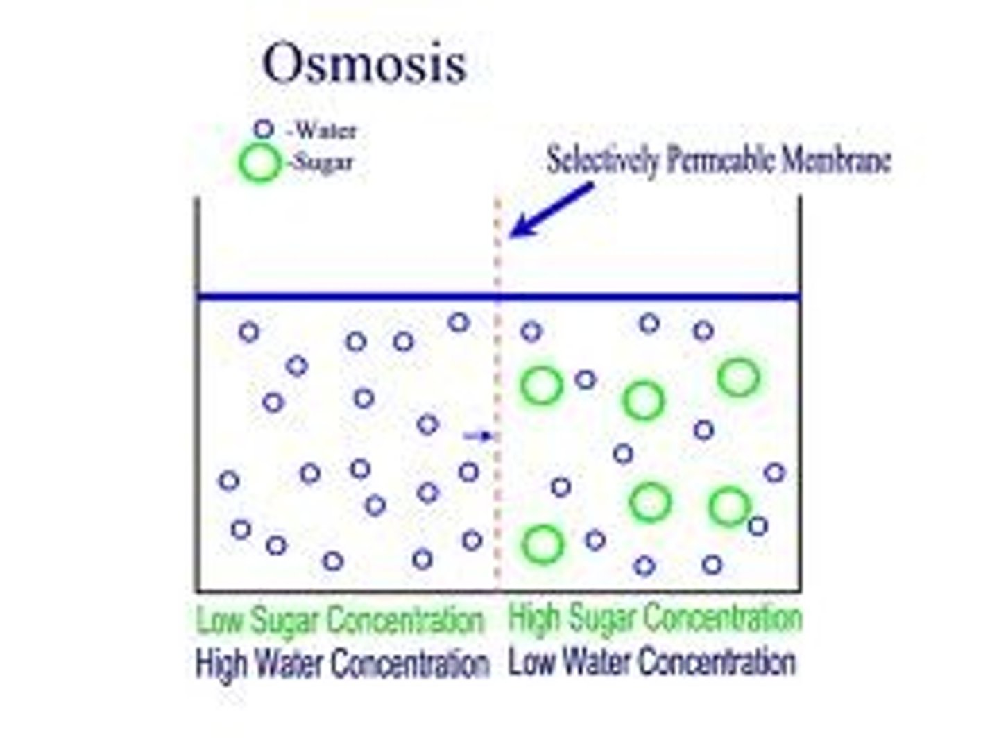 <p>diffusion of water molecules only through a membrane</p>