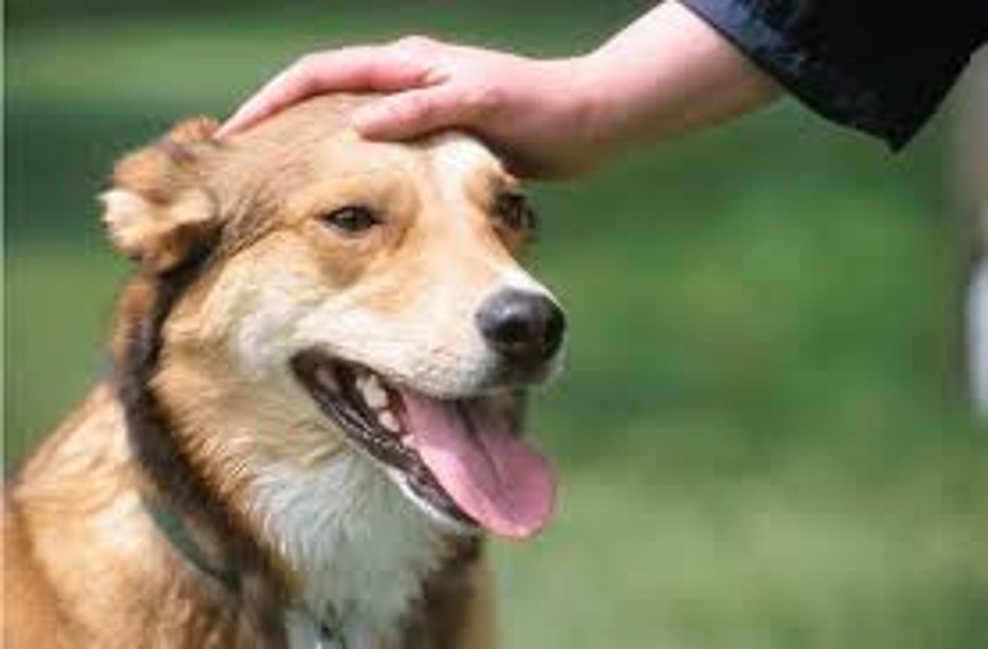 <p>to touch someone or something gently and usually repeatedly with the hand flat</p>