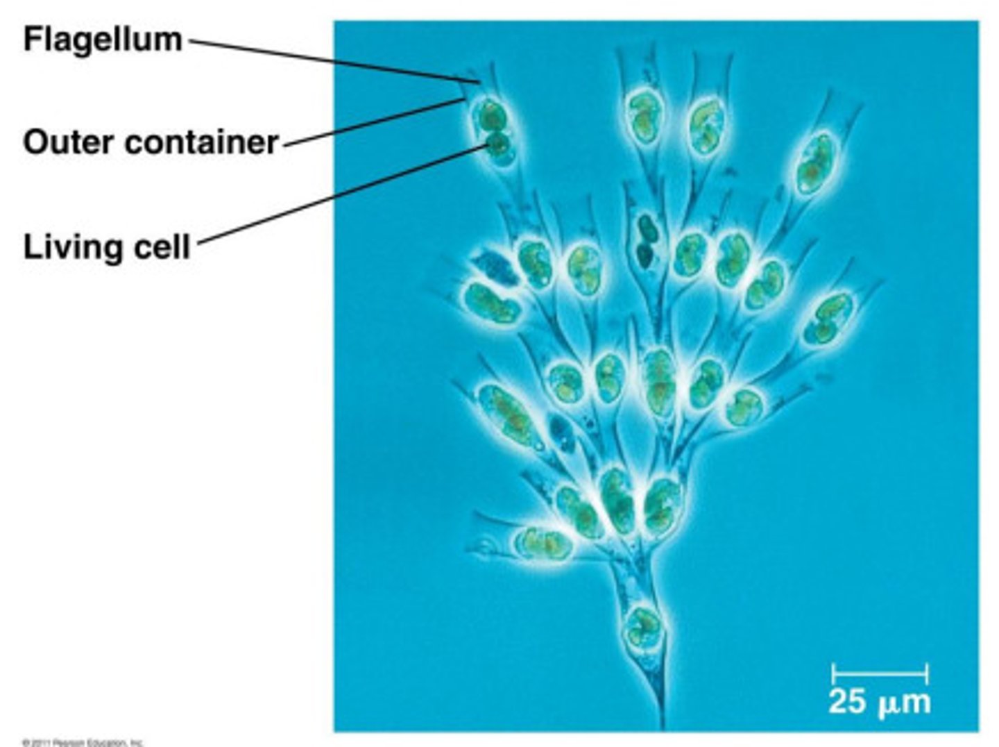 <p>freshwater photosynthetic organisms</p><p>Storage: chrysolaminarin</p><p>Pigments: fucoxanthin</p>