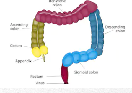 <p>what organ is it? what does it do? what system is it a part of?</p>