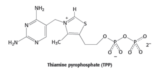 <p><strong>thiamine pyrophosphate</strong>- derived from vitamin thiamine</p>