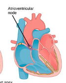 <ul><li><p>2nd node that receives the SA’s electrical pulse</p></li></ul><p></p>