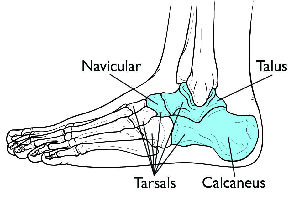 <p>ankle</p>