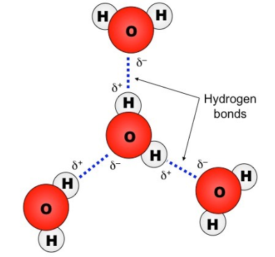 <p>because the 𝛿+ hydrogen atoms of one water molecule are attracted to the 𝛿− oxygen atom of another water molecule.</p>