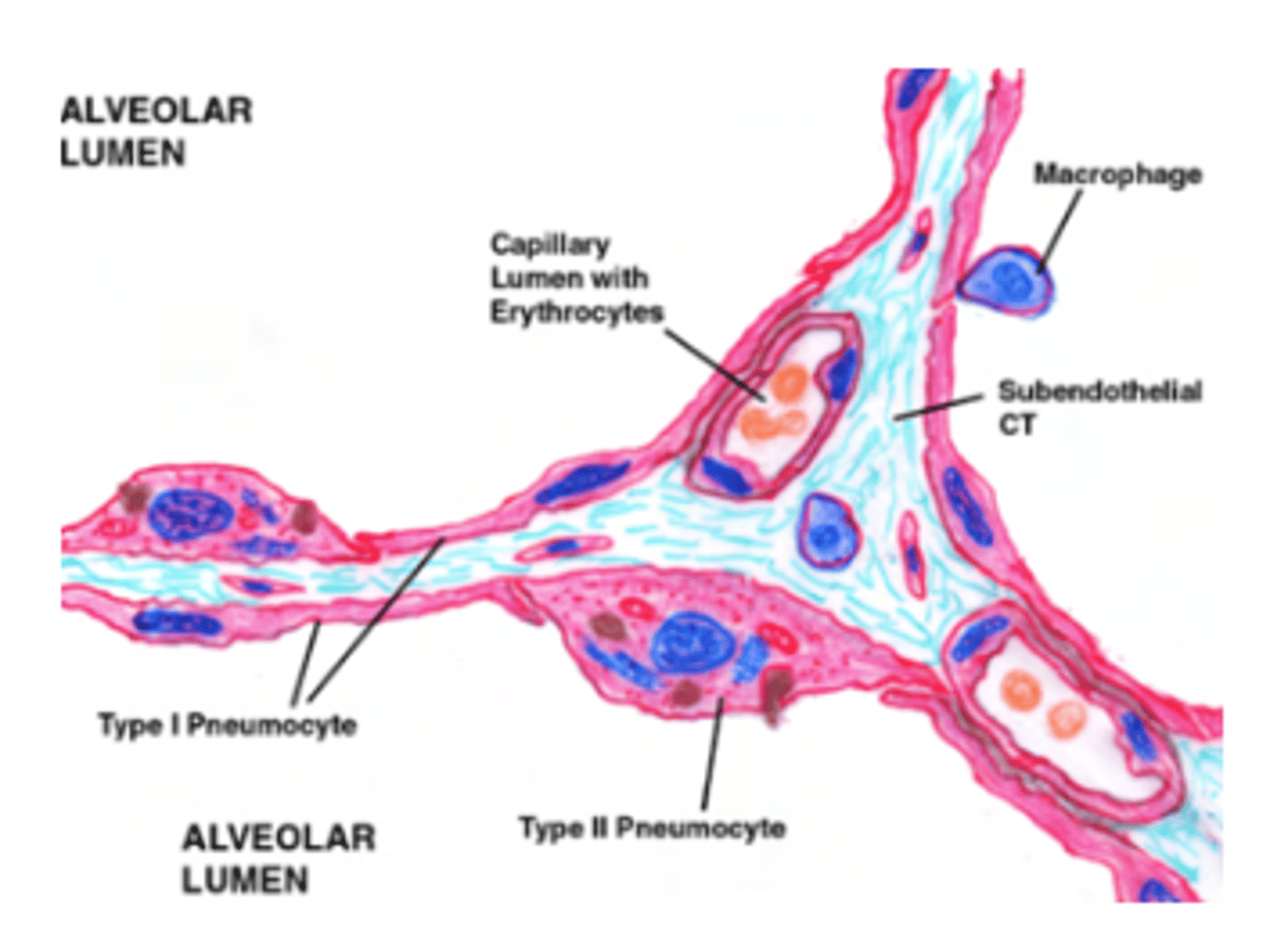 <p>Across the thin walls of alveoli, which are small air sacs in the lungs.</p><p>How it happens: It's driven by diffusion, where gases move from areas of higher concentration to lower concentration (e.g., oxygen diffuses from the alveoli into the blood, and carbon dioxide diffuses from the blood into the alveoli).</p>
