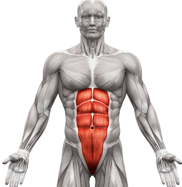 <p>What is this muscle?</p>