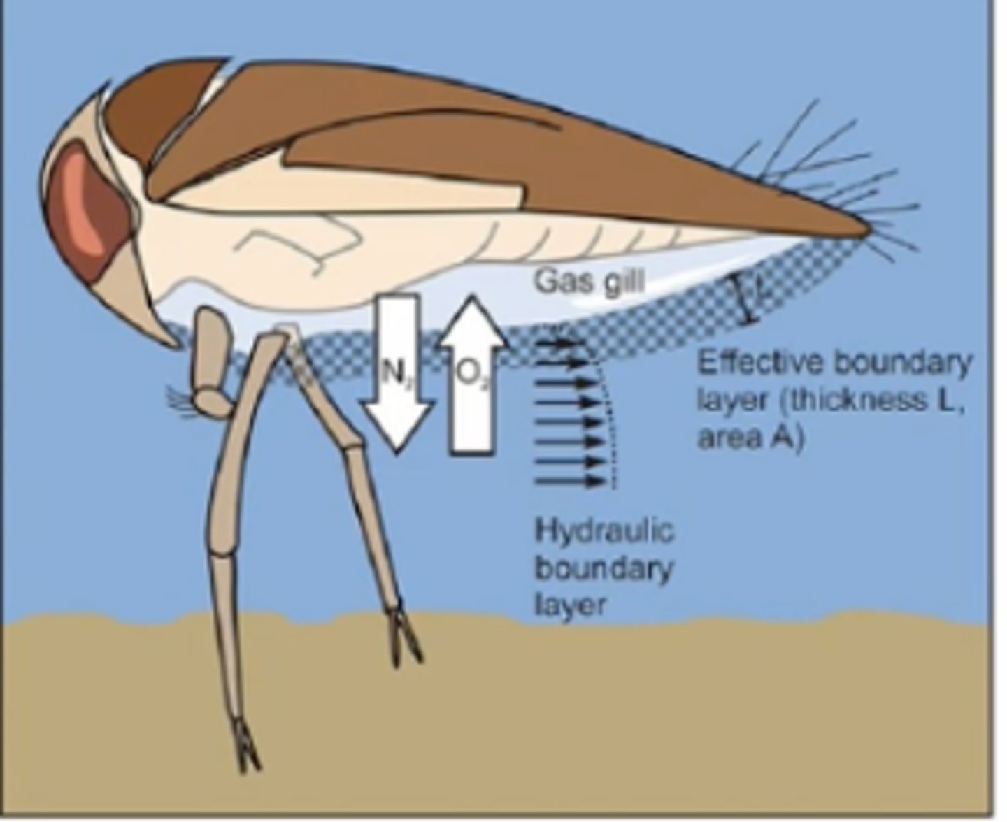 <p>A thin layer of air held to the body by hydrophobic hairs which can breathed and replenished by diffusion of oxygen from surrounding water.</p>