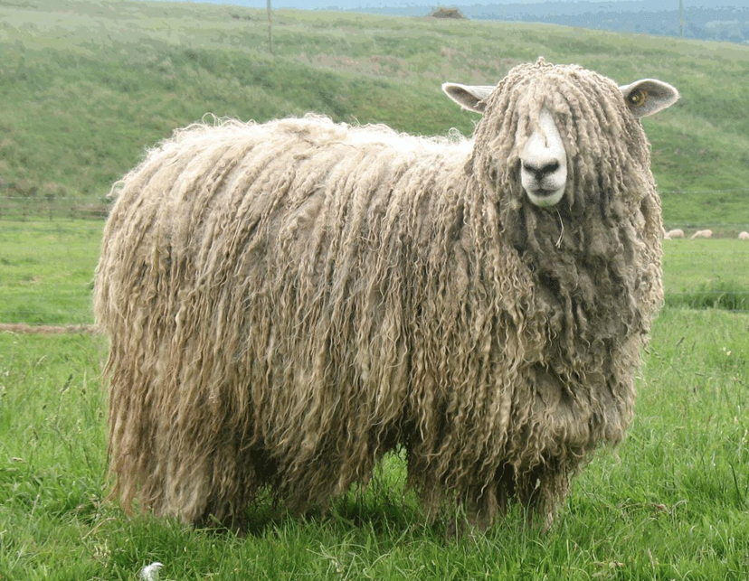 <p>What Category does this sheep belong to?</p><ul><li><p>It is a Lincoln</p></li></ul><p></p>