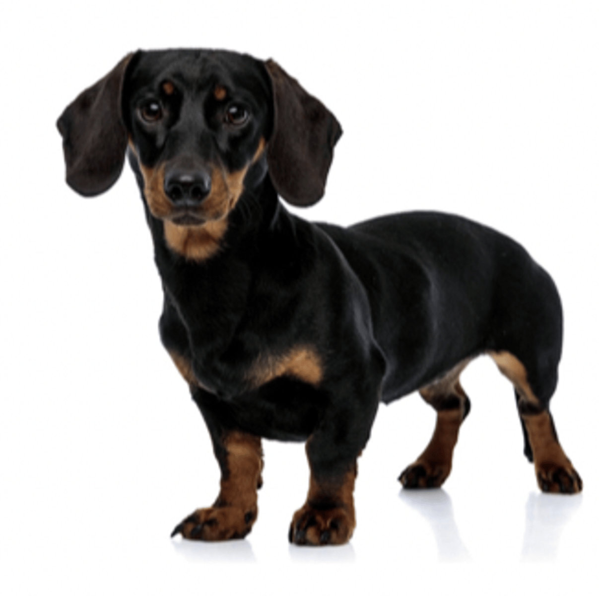 <p>FCI - 4 , wiener dog</p>