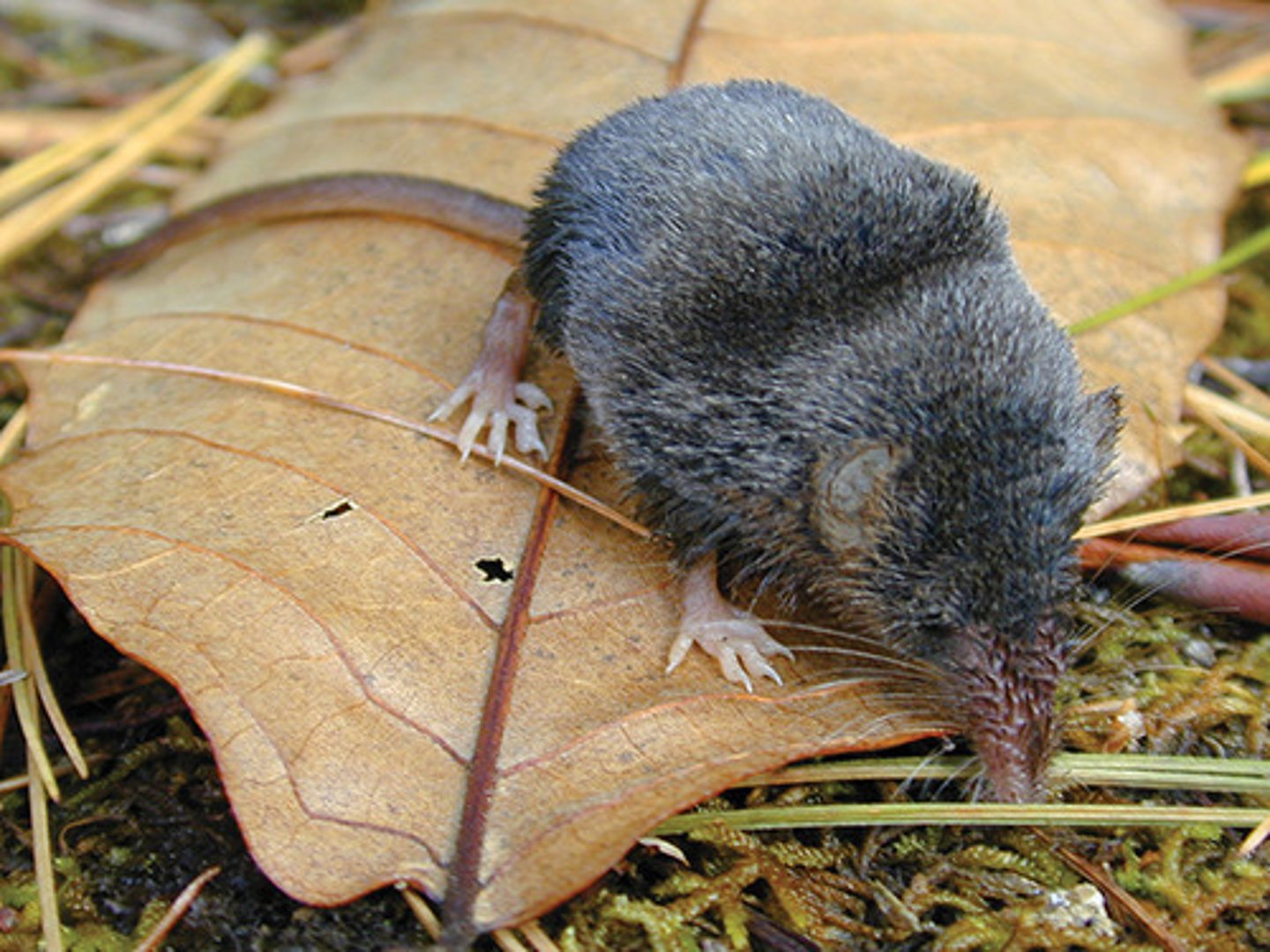 <p>Sorex fumeus</p>
