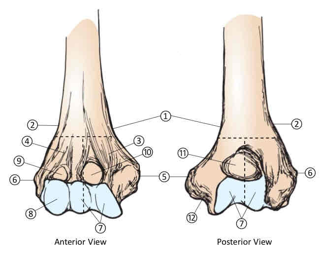 <p>3 (of Distal-End of Humerus)</p>