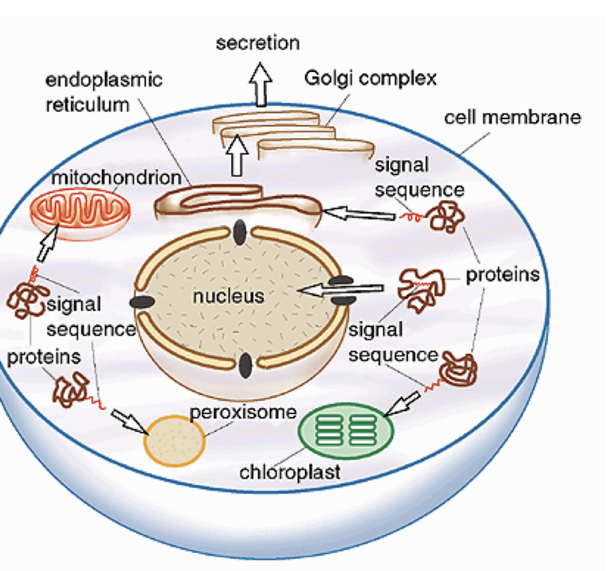 <ul><li><p><strong><mark data-color="green" style="background-color: green; color: inherit;">Trafficking and modification of proteins from the ER </mark>inside smaller vesicles that fuse with the cytoplasmic membrane</strong>, adding to the phospholipid bilayer and <strong>releasing their contents to the extracellular environment </strong><span style="color: green;"><strong>(exocytosis)</strong></span></p></li></ul><ul><li><p><strong><mark data-color="green" style="background-color: green; color: inherit;">Directing hydrolytic enzyme-containing vesicles to lysosomes.</mark></strong></p></li></ul><p></p>