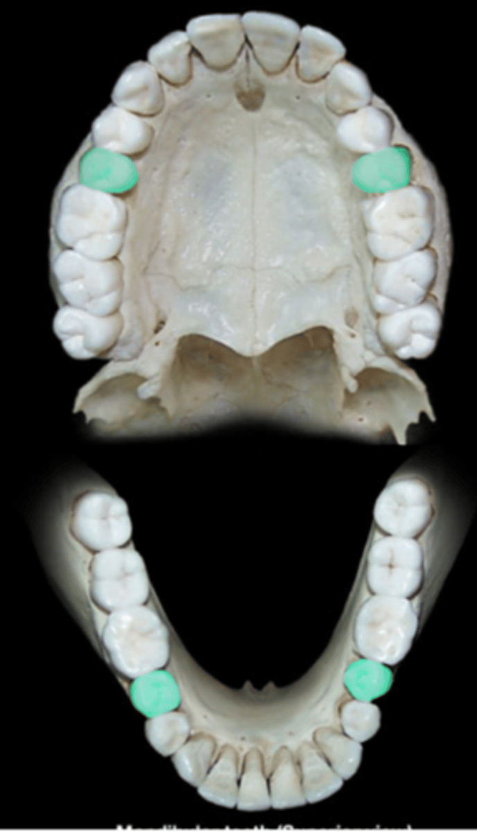 <p>teeth between canines and molars, used for grinding and chewing</p>