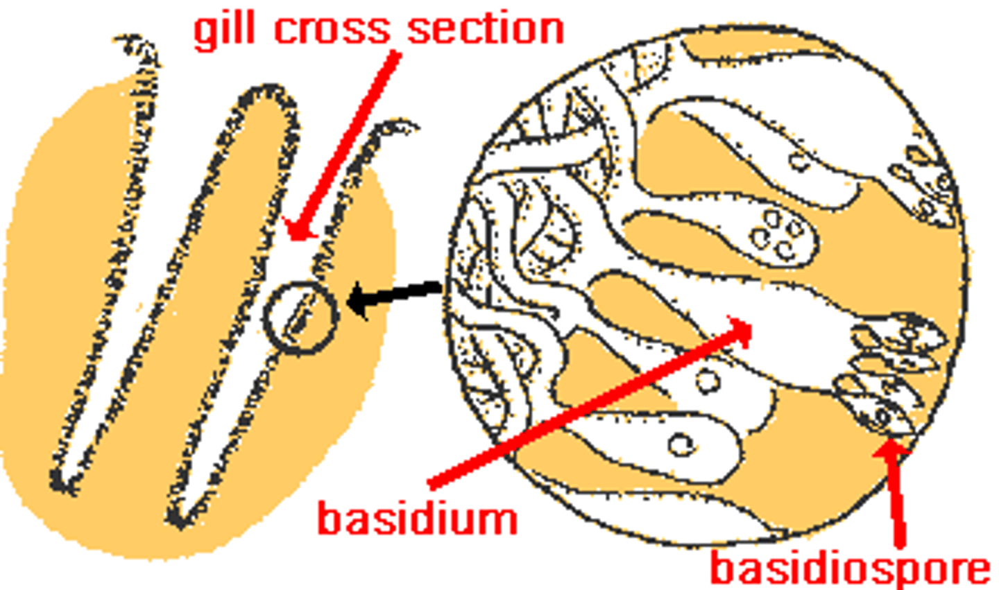 <p>Spores produced by basidia through the process of meiosis. Basidiospores are typically forcibly discharged from the basidia and are responsible for the dispersal and reproduction of basidiomycete fungi.</p>