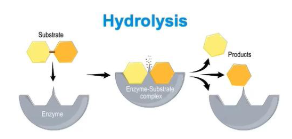 <p>how is hydrolysis relevant in enzymes</p>