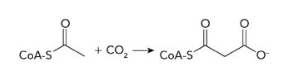 <p>What enzyme catalyzes the following reaction in the first step of fatty acid synthesis?<br>a) fatty acyl-CoA synthetase<br>b) acetyl-CoA carboxylase<br>c) fatty acid synthase<br>d) fatty acyl-CoA dehydrogenase</p>