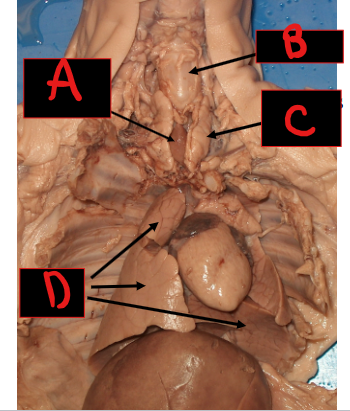 <p>A</p>