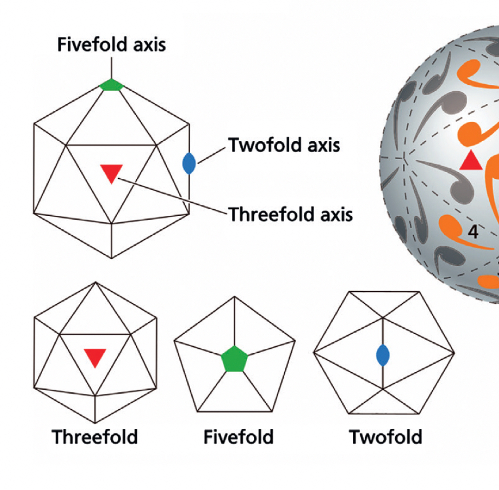 <p>Icosahedron: 12 corners, 30 edges, 20 faces</p><p>Can be enveloped or unenveloped!</p><p>T= Triangulation number (tells you how many structural units per face)</p>