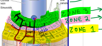 <ul><li><p>3 zones (zone 1, zone 2, zone 3)</p></li><li><p>zone 1 receives the most oxygen</p></li><li><p>zone 1 is where most of the metabolism is done</p></li></ul><p></p>