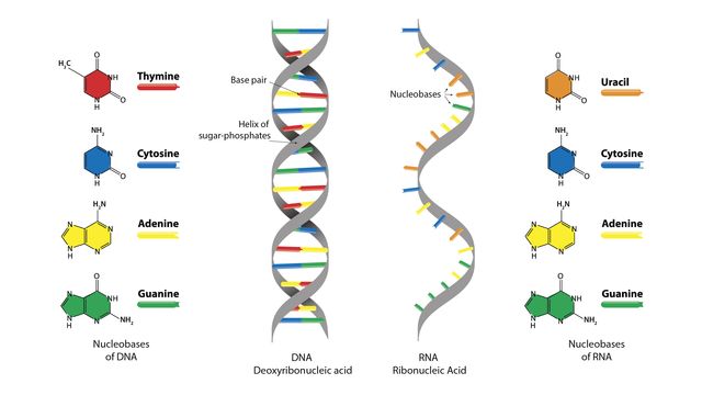 <p>RNA is a single stranded molecule which has a shorter chain of molecules.</p>