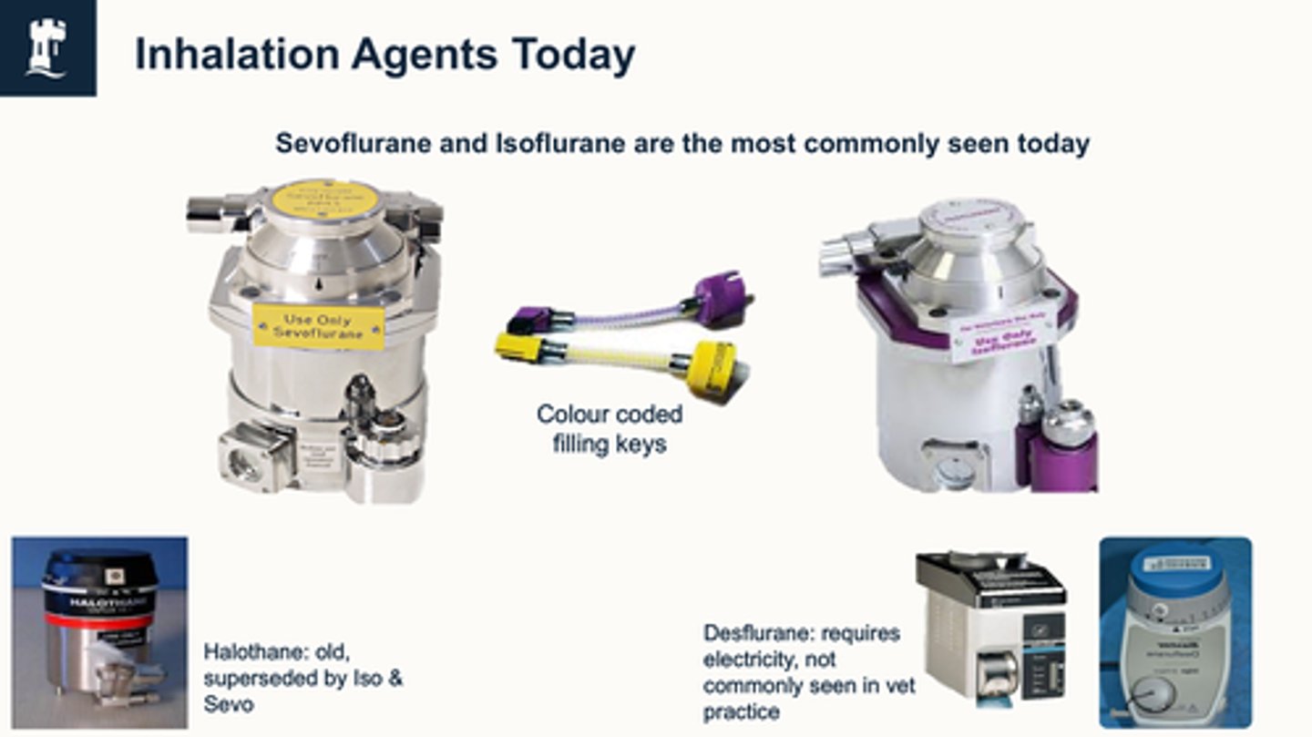 <p>Isoflurane - purple</p><p>Sevoflurane - yellow</p><p>Halothane = old</p><p>Desflurane = need electricity, not common</p>