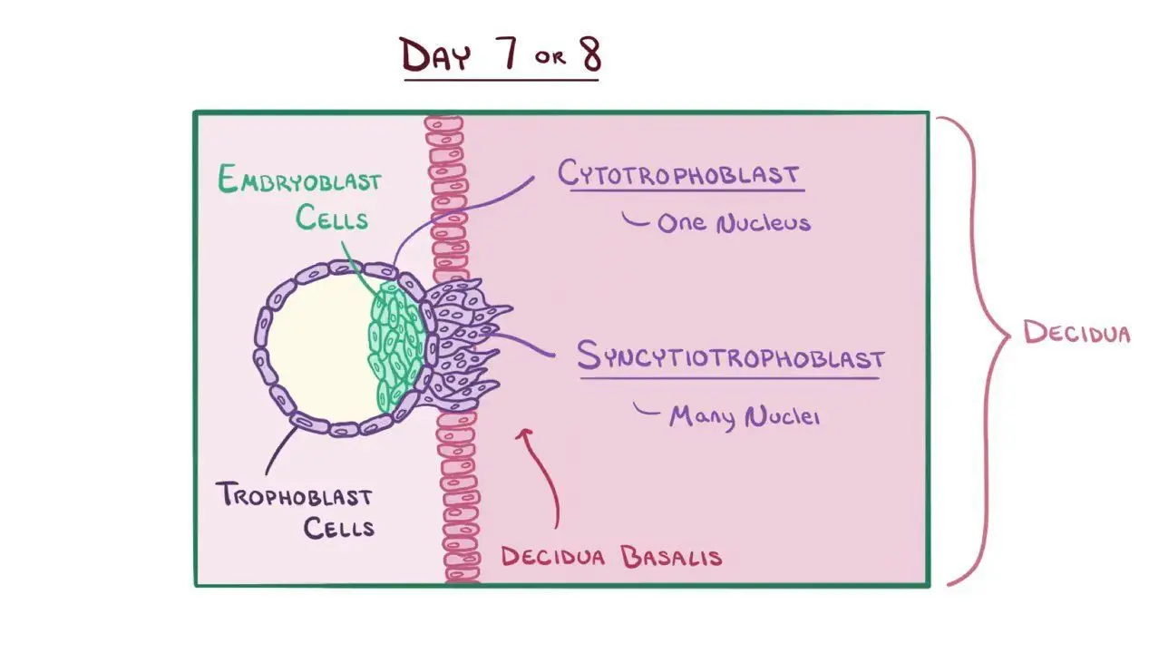 <p><strong>syncytiotrophoblast </strong>is the outer layer of the trophoblast that invades the uterine lining and facilitates implantation, while <strong>cytotrophoblast </strong>is the inner layer that provides mononucleated cells for growth and development of the placenta. </p>