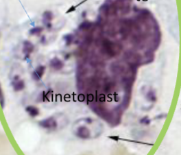 <p>What species is this?</p>