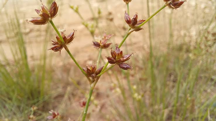 <p>Juncus articulatus</p>