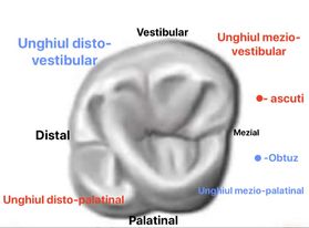 <p>-latura Mezial -mai lunga =&gt;Marg. V+Marg. P au traseu convergent spre Distal</p><p>-doua unghiuri ascutite : - mezio-vestibular</p><p>-disto-palatinal</p><p>-doua unghiuri obtuze : -mezio-palatinal</p><p>si disto-vestibuar</p><p></p><p>-Marg. V si O = constituite din crestele sagitale al cuspizilor corespunzatori</p><p>-Marg. Prox. =constituite din crestele marginale</p>