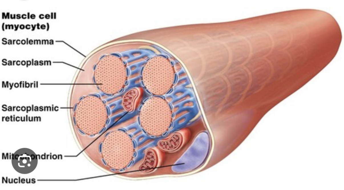 <p>Sliding Filament Theory III</p>