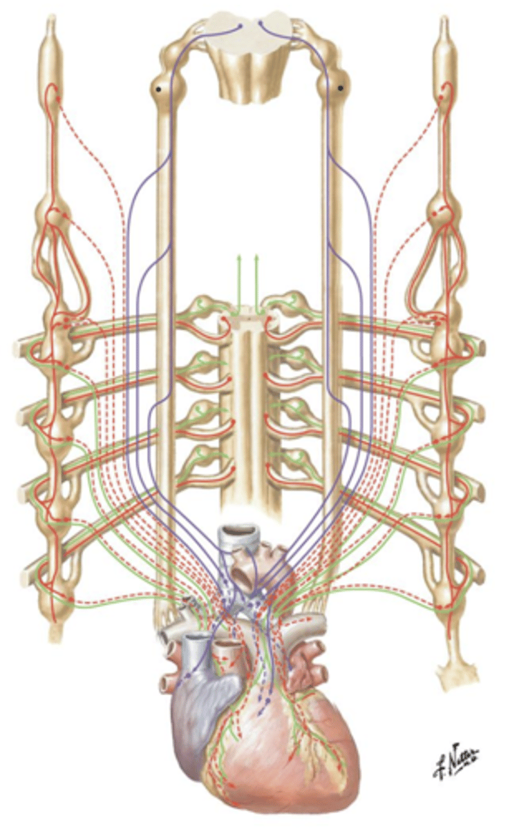 <p>Sympathetic innervation of the heart is derived from the ___ ___ ___ located on either side of the spinal column.</p>
