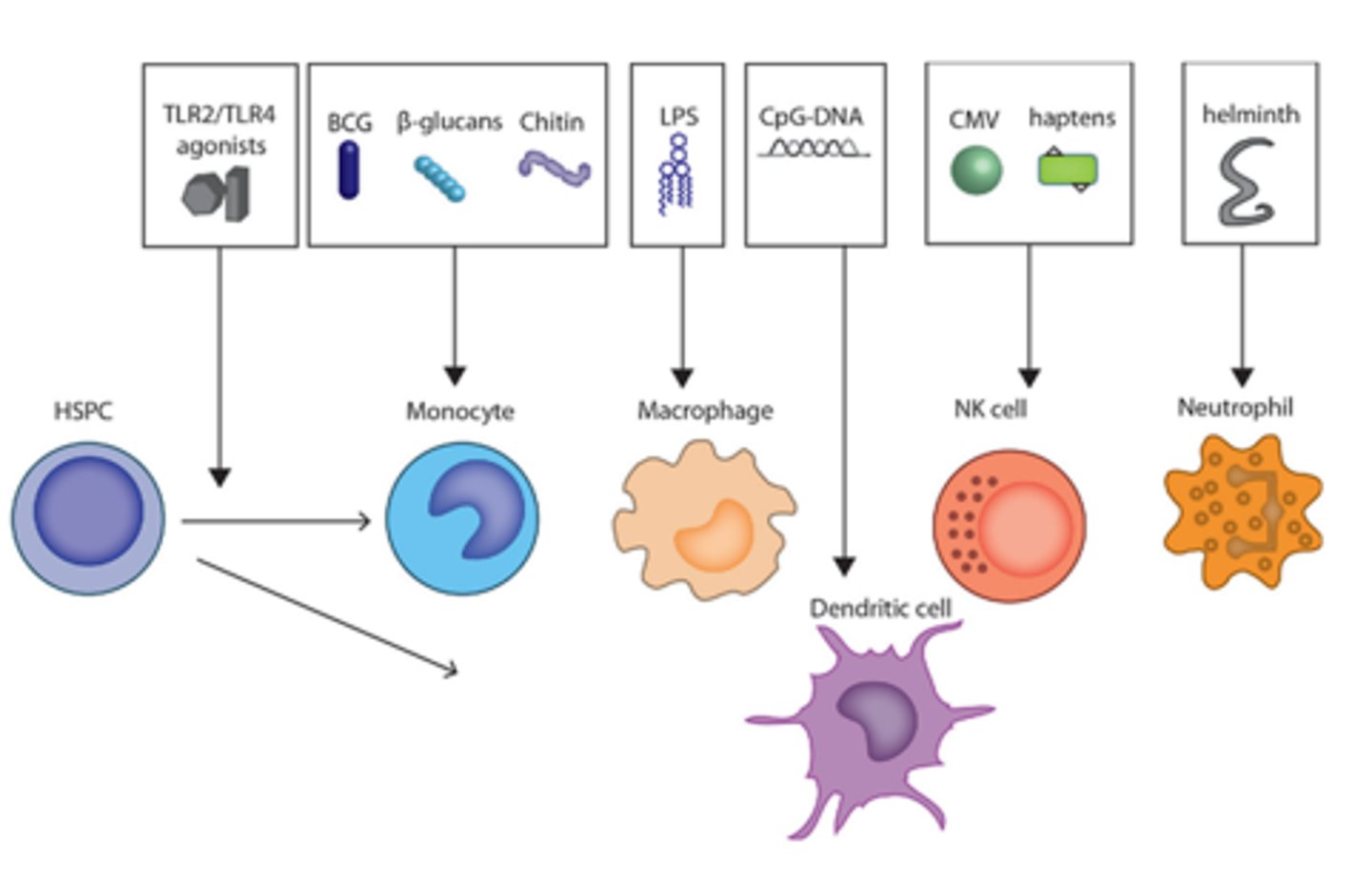 <p>Pathogen recognition</p>