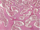 <p>What kind of bone is shown in the following image?</p>