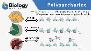 <p>A long chain of monosaccharides linked by covalent bonds, such as starch and cellulose.</p>