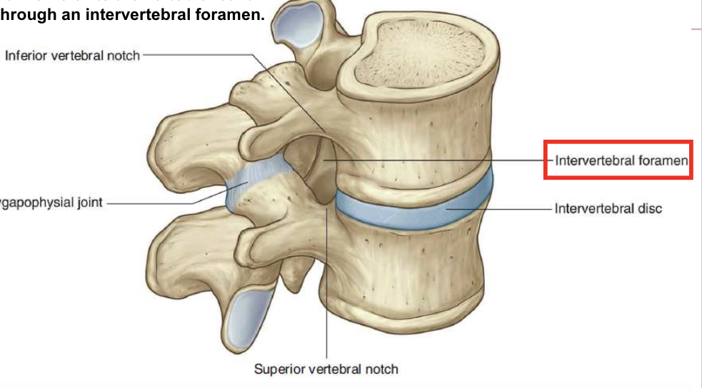 <p>Each Spinal Nerve exits the vertebral canal through an intervertebral foramen</p>