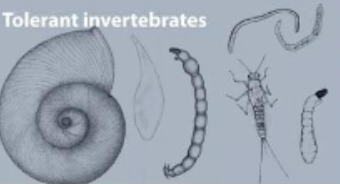 <p>Tolerant invertebrates</p>