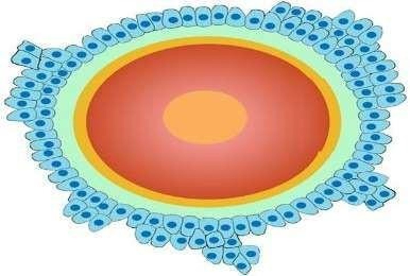 <p>A mature ovarian follicle that contains a mature ovum (or egg cell).</p>