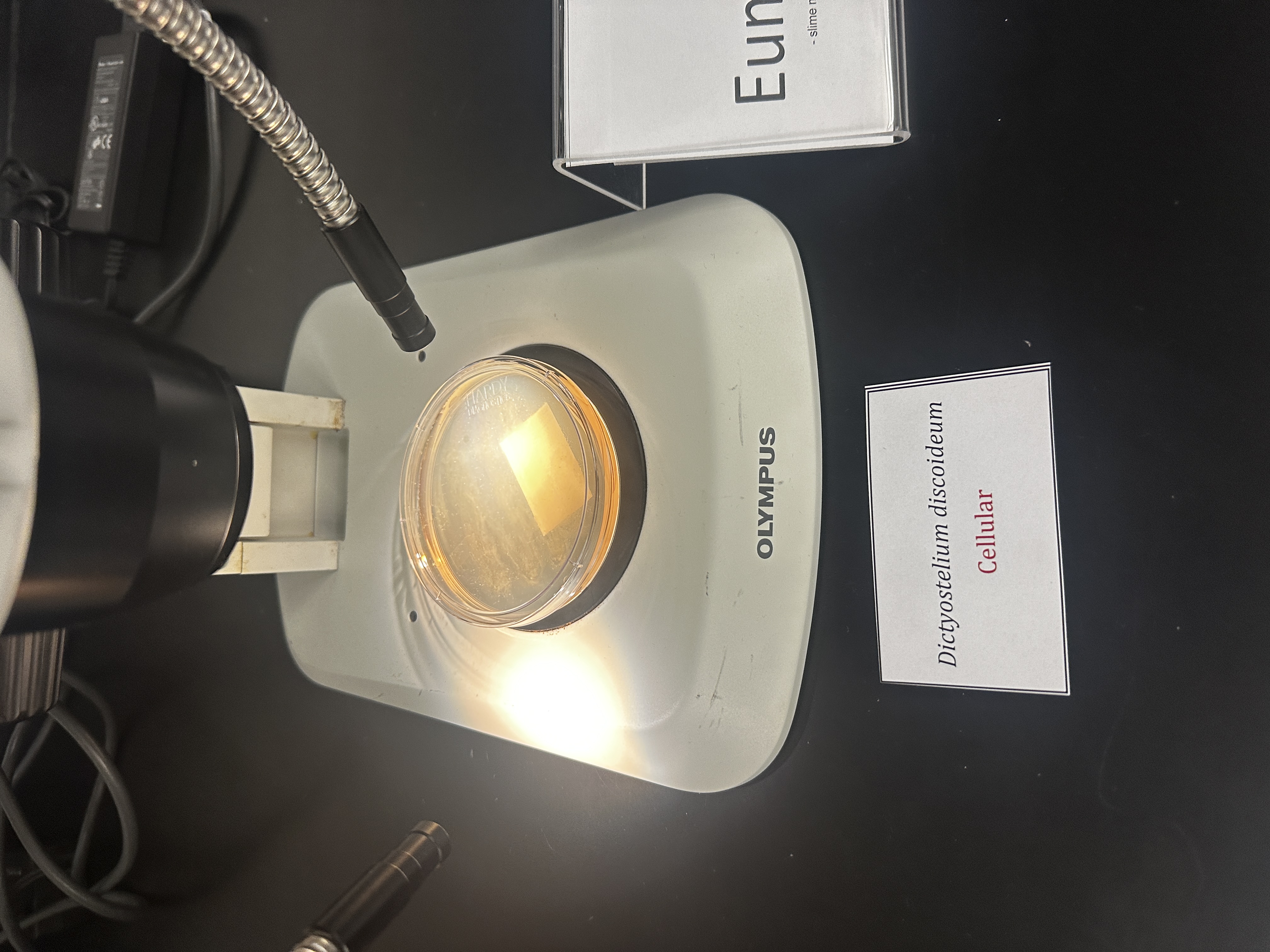 <p>Domain: Eukarya</p><p>Major Clade: Amoebozoa</p><p>Clade: Eumycetozoa</p>