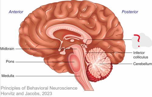 <p>What is this </p>