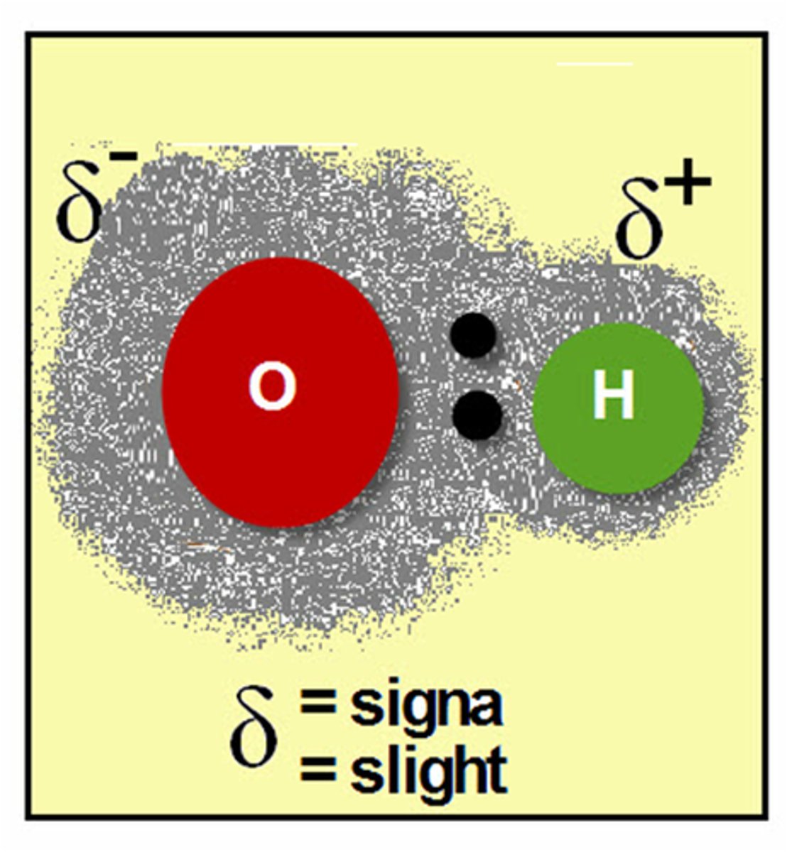 <p>The larger oxygen atom, with more protons, is more ____ than the hydrogen atom and attracts the electron pair closer</p>