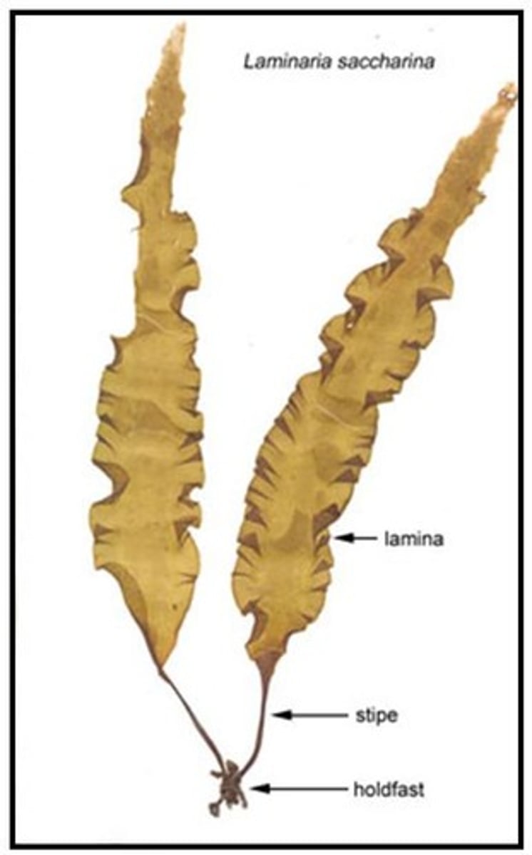 <p>-flattened structure makes up most of the thallus (plant body)</p><p>-EX: Laminaria: brown algae leathery and large</p>