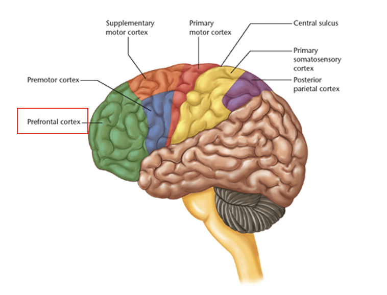 <ul><li><p>not a motor area</p></li><li><p>involved in aspects of sensation, attention, covert decision making</p></li><li><p>influences motor circuits to output movements that are related to particular goals</p></li><li><p>interacts with BG circuits</p></li></ul><p></p>