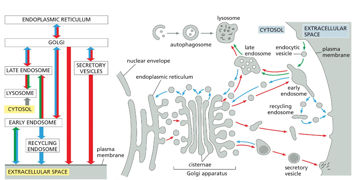 <p>golgi ←(secretory/retrieval)→ secretory vesicles → (secretory) → extracellular space</p><p>lysosome → autophagy → cytosol<br><br>late endosome → recycling → lysosome </p>