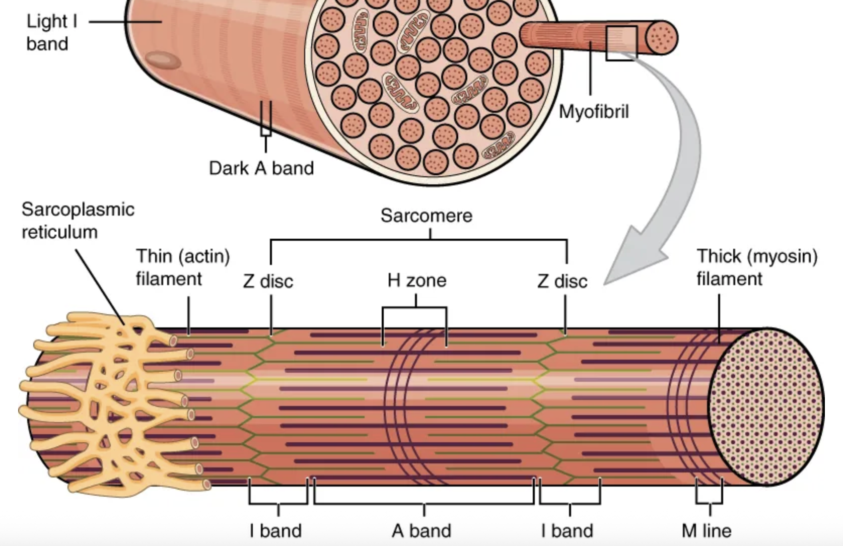 <p>myofibril</p><ul><li><p>As myofibrils contract, the entire muscle contracts.</p></li><li><p>Hundreds to thousands (each with thousands of sarcomeres) can be found inside one muscle fiber.</p></li></ul><p></p>