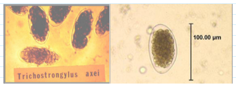 <ul><li><p><span>Must differentiate from hookworm eggs</span></p></li><li><p><span>78-98 x 40-50 um</span></p></li><li><p><span><u>Larger, elongated compared to hookworm</u></span></p></li><li><p><span>Slightly pointed</span></p></li></ul><p></p>