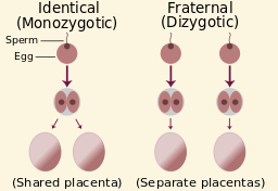 <p>monozygotic </p>