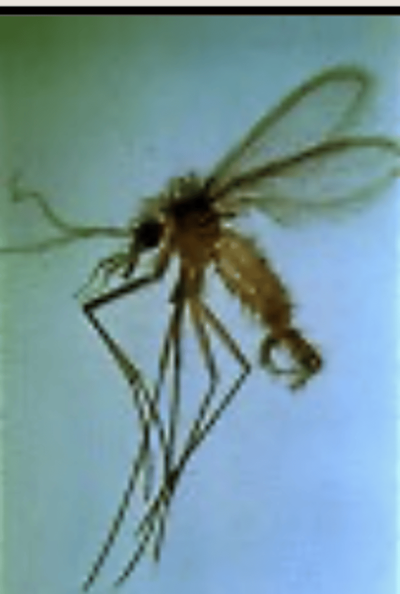 <p>which protozoa uses a Phlebotomus as its vector?</p>