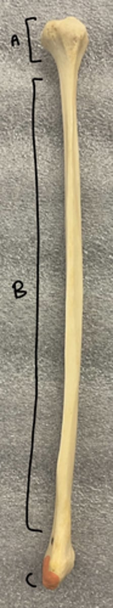 <p>A</p>