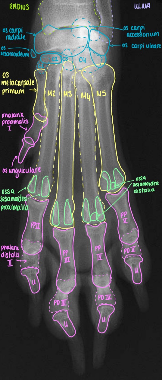 Dorso-Palmar Projection of the Manus